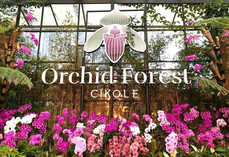 Orchid Forest Cikole: Sensasi Jalan di Atas Awan di Tengah Hutan Pinus | Wisata Lembang
